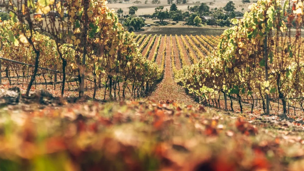 Mapleton Vineyard Vine to Bottle Process Tasmania