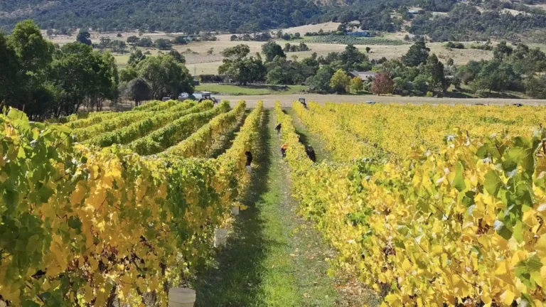 Wines in Richmond Tasmania Worth Exploring